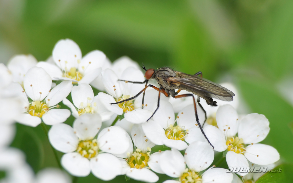 Dance Fly (Empis opaca)